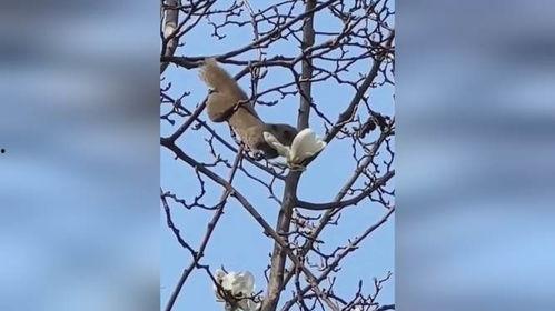 小松鼠吃瓜花吗,揭秘它们是否爱吃瓜花