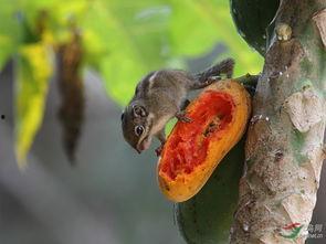 小松鼠吃瓜花吗,揭秘它们是否爱吃瓜花