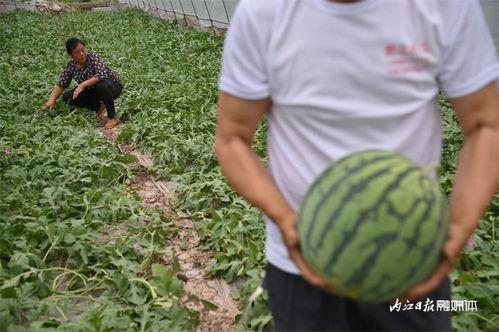 用管吸着吃的瓜是什么瓜