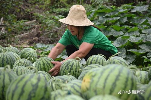 用管吸着吃的瓜是什么瓜