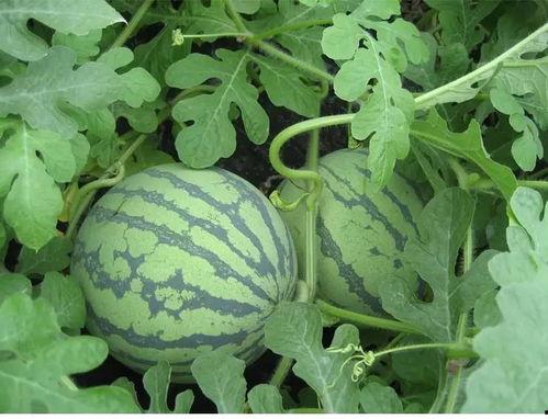 《季绯吃瓜》,揭秘娱乐圈背后的那些事儿