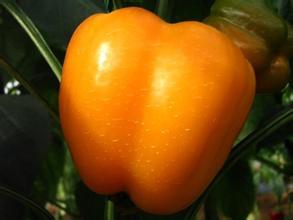 吃瓜和看瓜的区别图片,揭秘两种不同心态的趣味对比