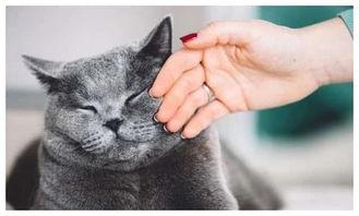 猫可以吃蒿瓜,蒿瓜，猫咪的新宠