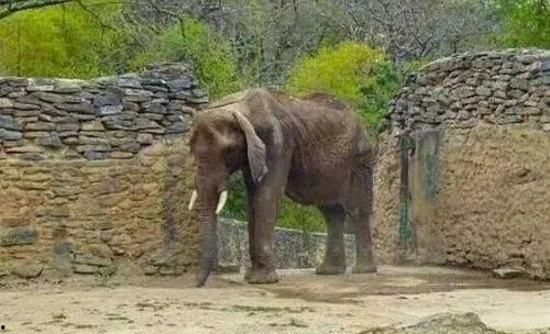 大象进城吃瓜,进城吃瓜引发的欢乐风波