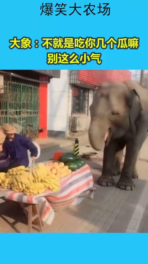 大象进城吃瓜,进城吃瓜引发的欢乐风波