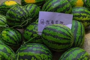 吃瓜学校桌子,揭秘校园桌子的秘密生活