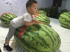 霸州吃瓜大瓜事件,揭秘网络谣言背后的真相