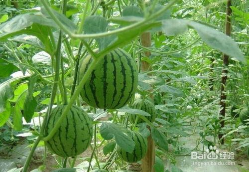 霸州吃瓜大瓜事件,揭秘网络谣言背后的真相