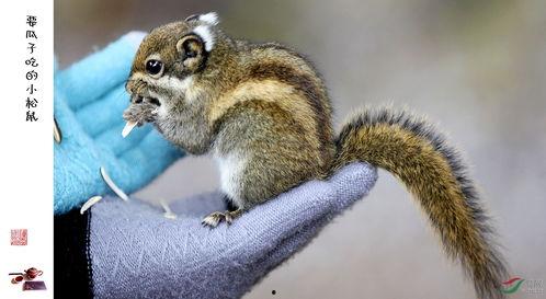 纽约松鼠吃瓜,揭秘都市小动物的生活趣事