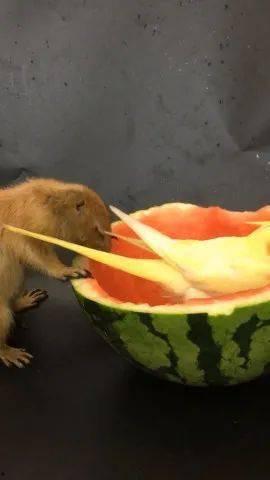 纽约松鼠吃瓜,揭秘都市小动物的生活趣事