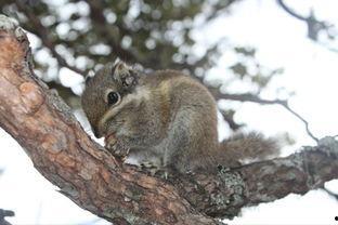 纽约松鼠吃瓜,揭秘都市小动物的生活趣事