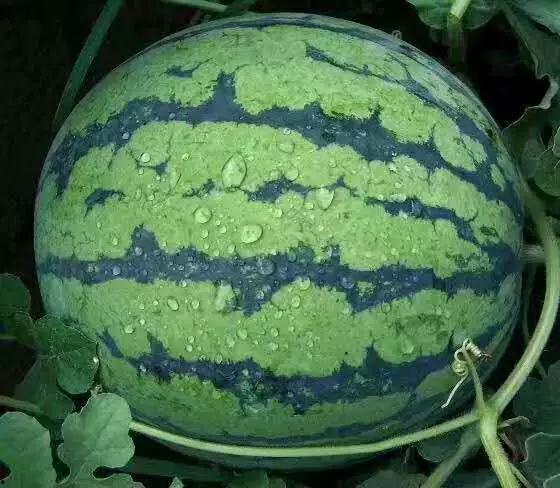 吃瓜薄皮,探寻夏日消暑美食的秘密