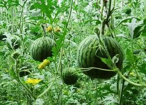 湘潭药草园吃瓜,夏日消暑吃瓜，体验田园野趣