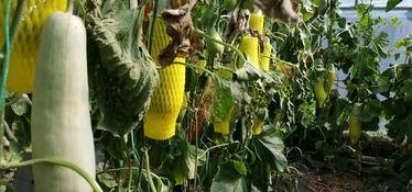 默默吃瓜图片,揭秘网络热议背后的真相