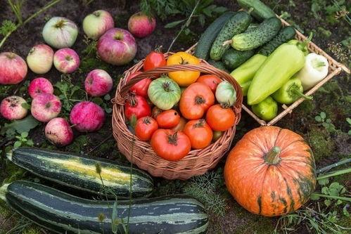 体训吃瓜,吃瓜群众揭秘运动场上的那些事儿