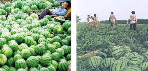 最近国外吃瓜新闻,最新“瓜”事盘点