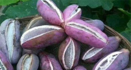 八月瓜怎么吃才能,解锁美味新体验