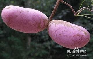 八月瓜怎么吃才能,解锁美味新体验