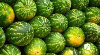 晚上睡前吃瓜了,揭秘睡前吃瓜的奥秘与影响