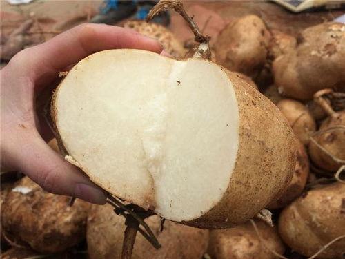 产后吃土瓜,助妈妈恢复健康，焕发活力