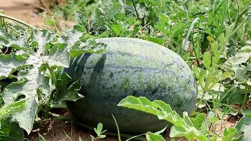 梦黎吃瓜,揭秘娱乐圈背后的那些事儿