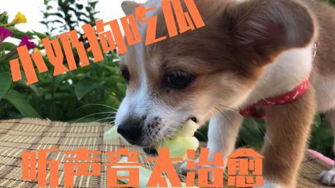 狗阳台吃瓜,共享夏日悠闲时光