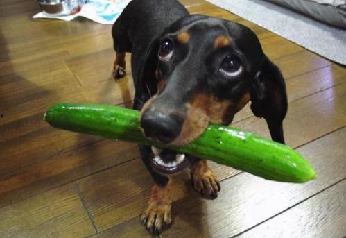 狗阳台吃瓜,共享夏日悠闲时光