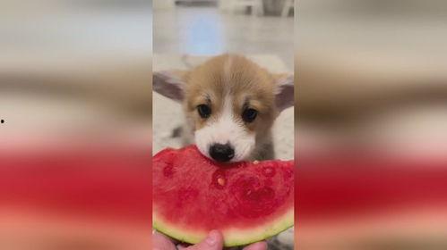 狗阳台吃瓜,共享夏日悠闲时光