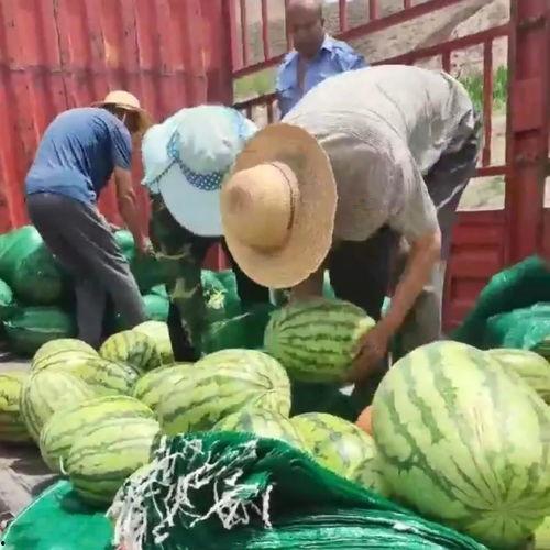 驻马店吃瓜群众,吃瓜群众的市井生活与人间烟火