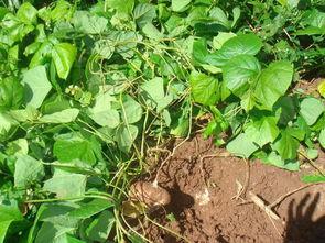 怎样吃土瓜,解锁健康美味新选择