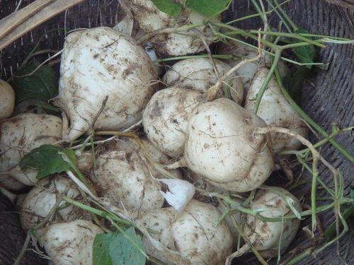 怎样吃土瓜,解锁健康美味新选择