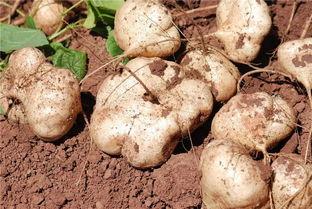 怎样吃土瓜,解锁健康美味新选择