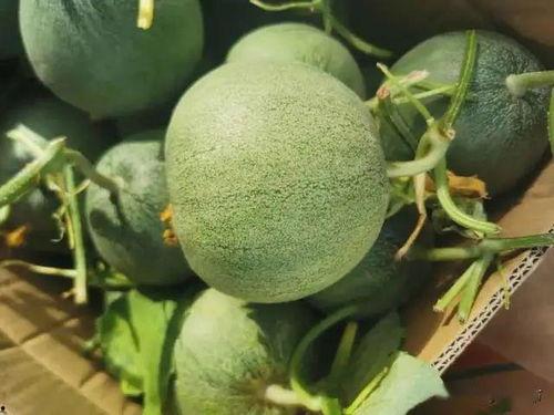 五区吃瓜在线,揭秘网络热点的幕后故事